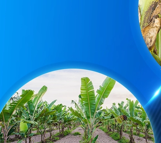 Smart Irrigation Solution